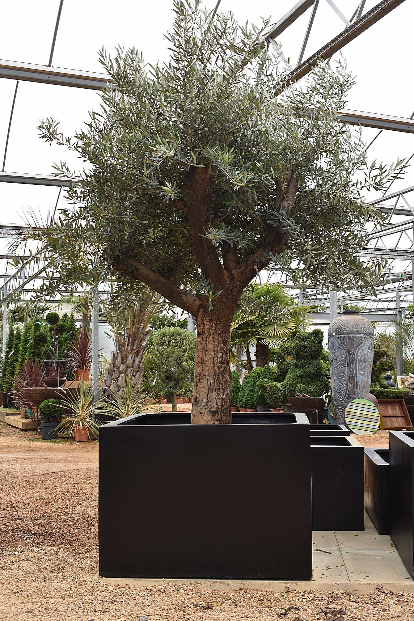 Potted Picual Olive Trees Standard, Large Garden Pots For Olive Trees