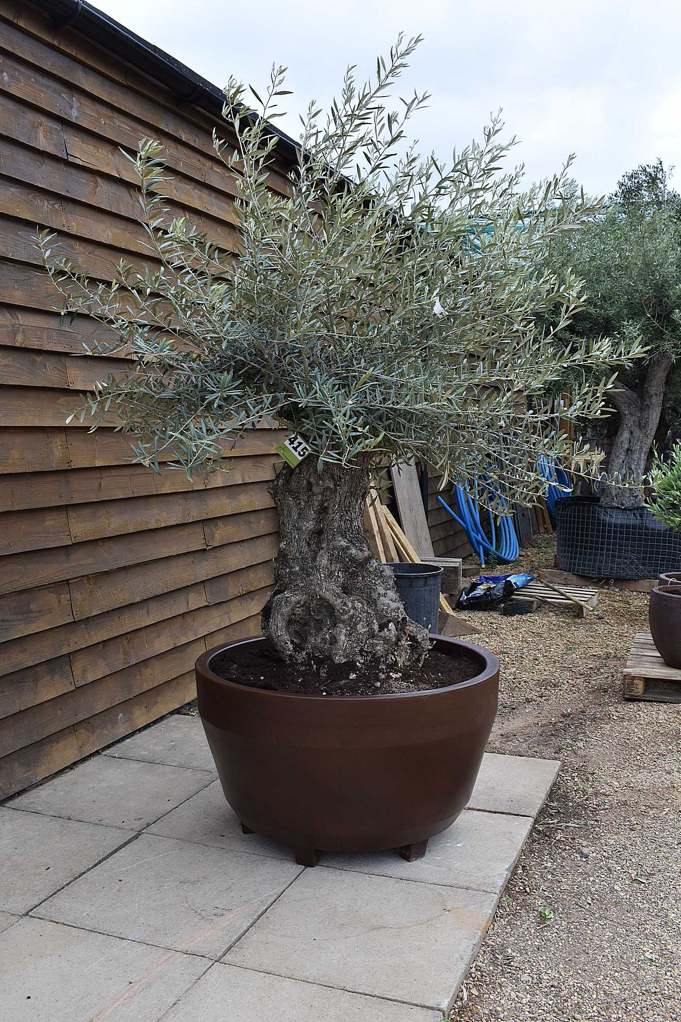 Potted Gnarled Bonsai Olive Tree No. 415 - Delivered Price - | Olive