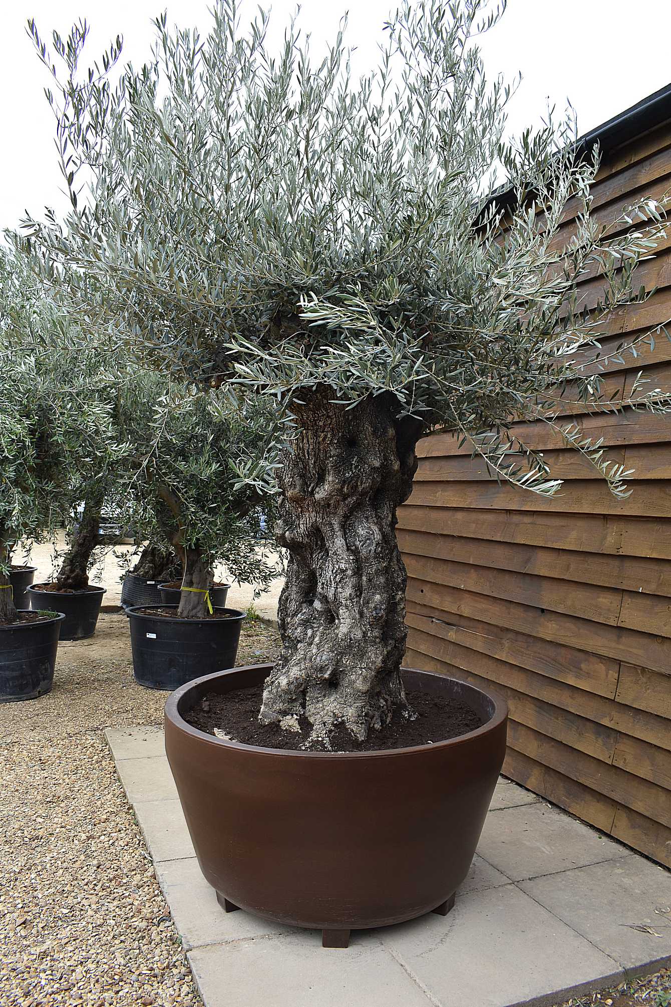 Potted 140/160 Ancient Olive Tree No. 153 | Olive Grove Oundle