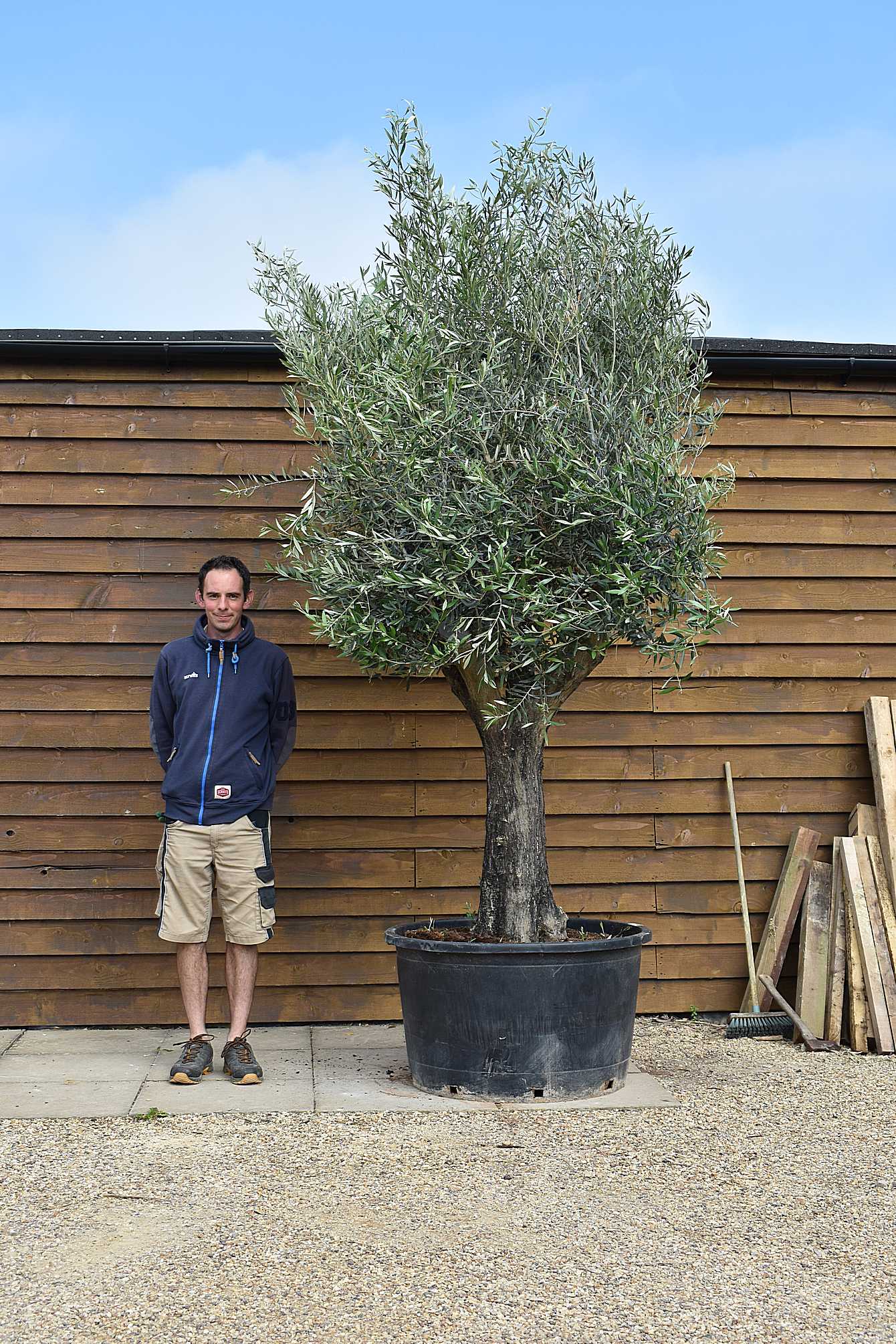 60/80 multi stem olive tree 192 (2)