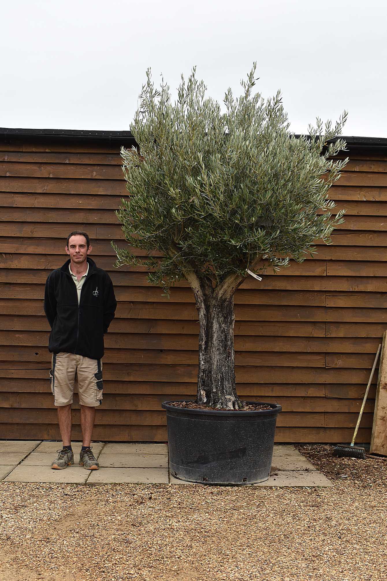 80 100 multi stem olive tree 498 (2)