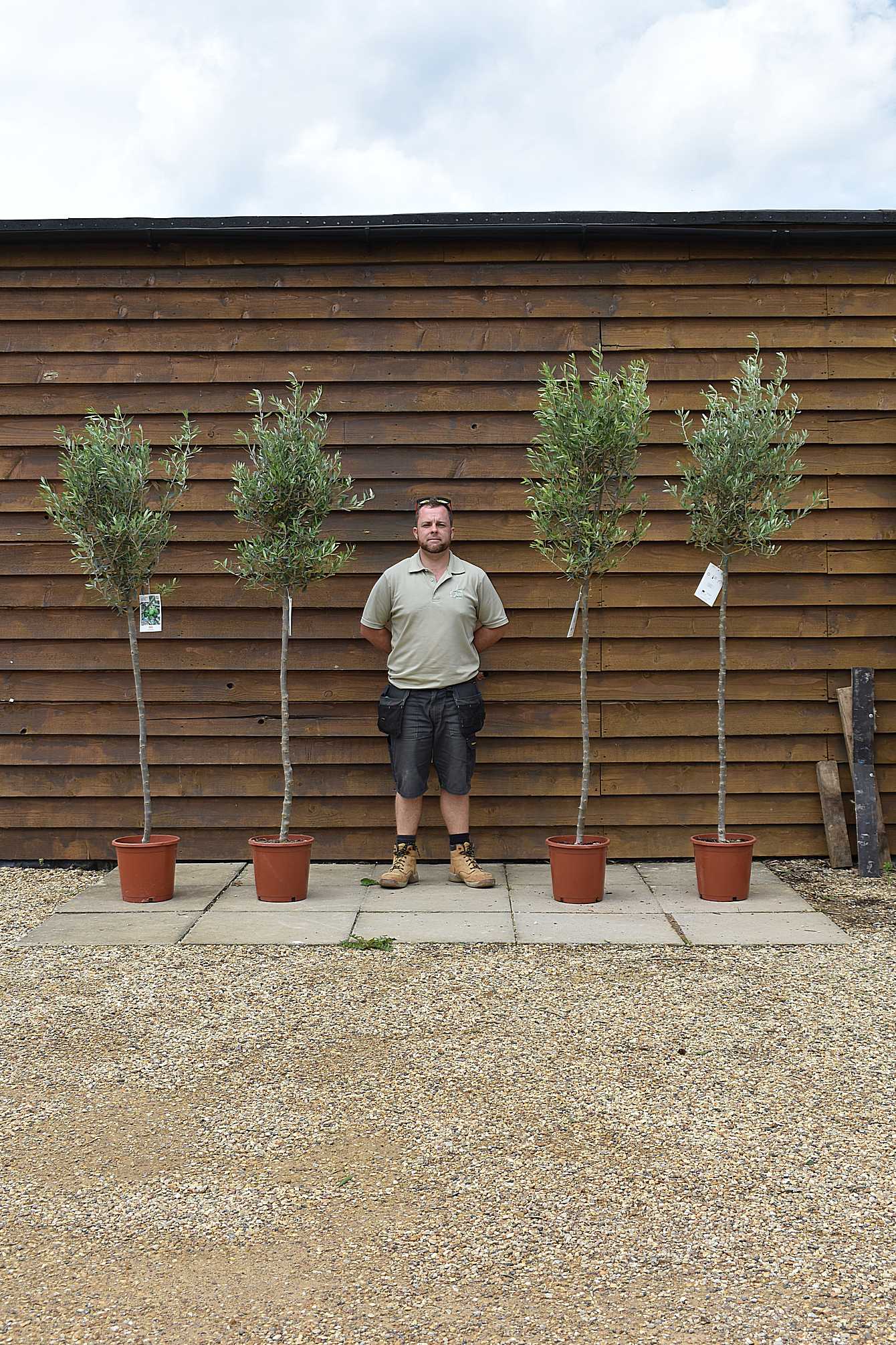 Olive tree suppliers