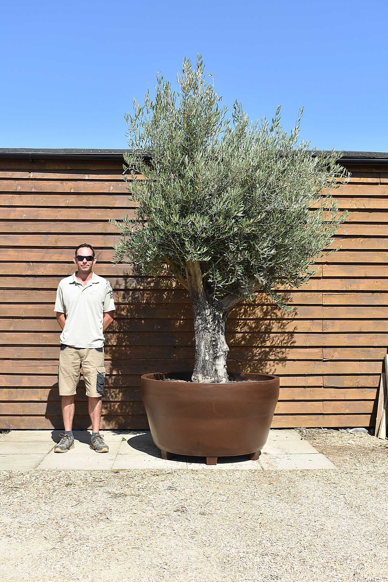 potted multi stem olive 580 (2)