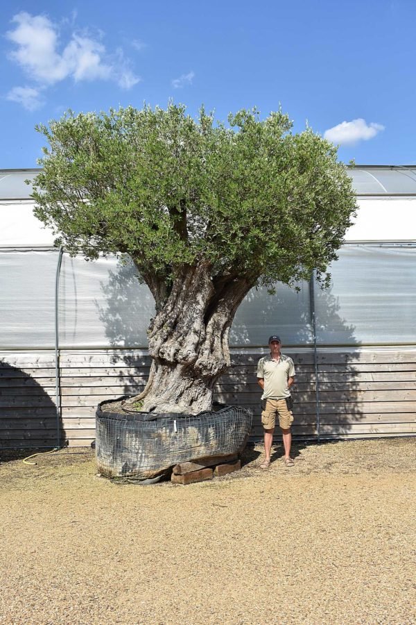 600 yr old olive tree (1)