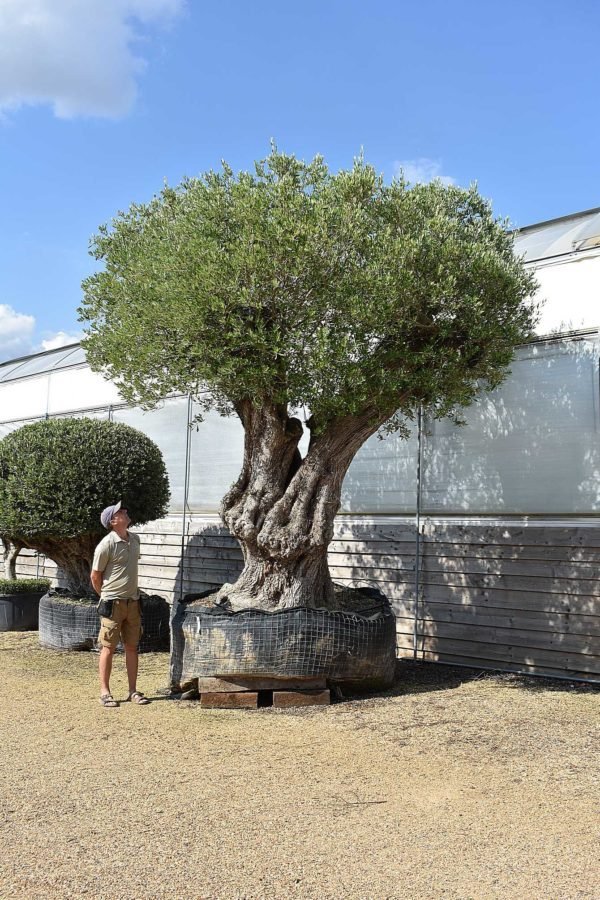 600 yr old olive tree (2)