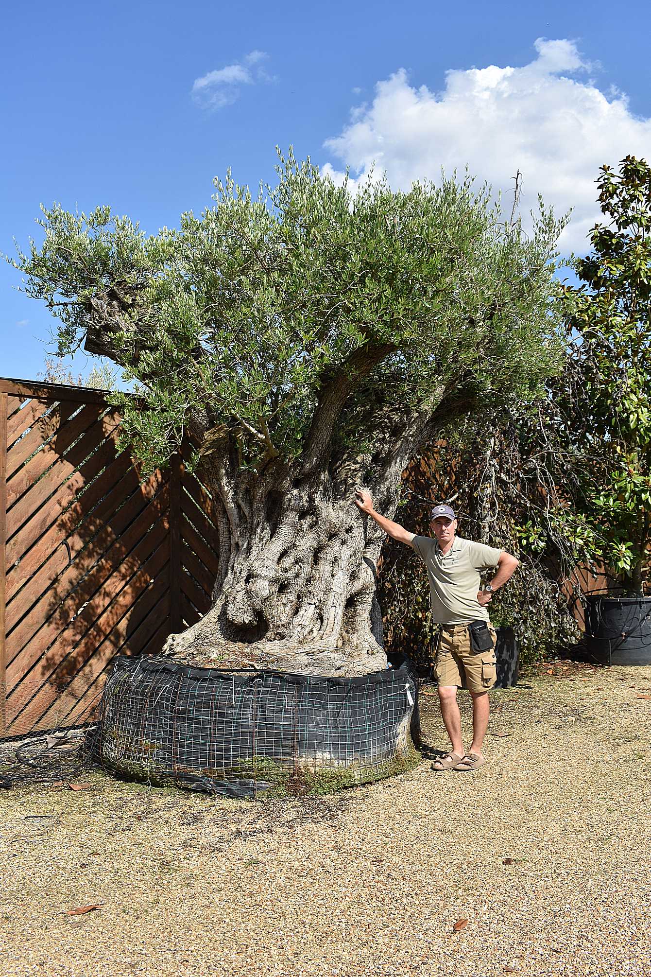 700 yr old olive tree (1)