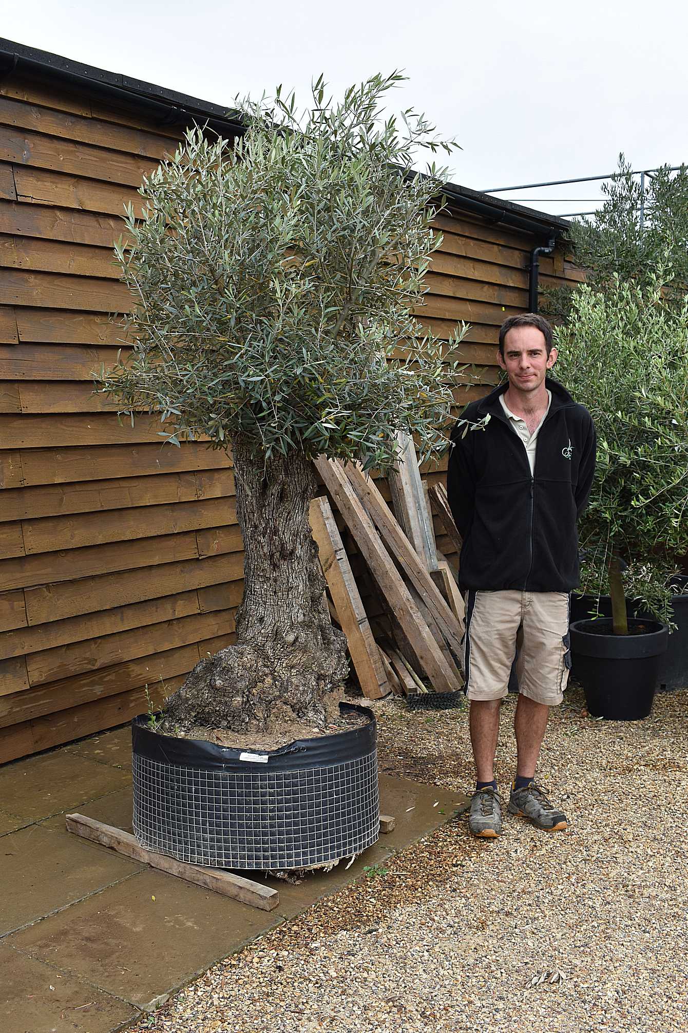 80 100 ancient olive tree 540 (2)
