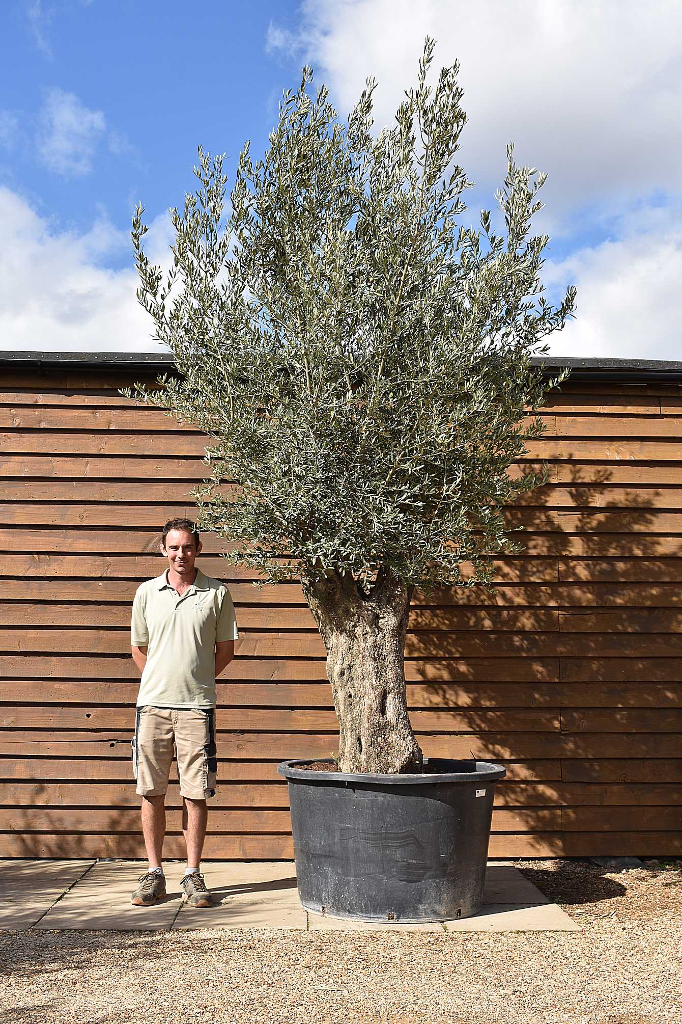 450lt Bonsai Olive Tree 666 (2)