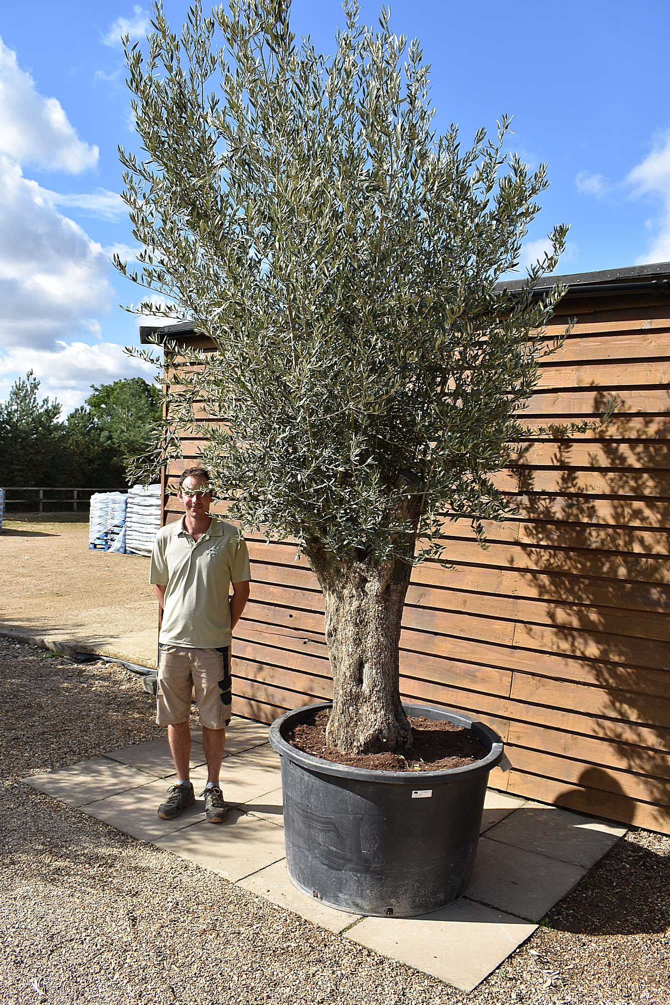 450lt Bonsai Olive Tree 666 (2)