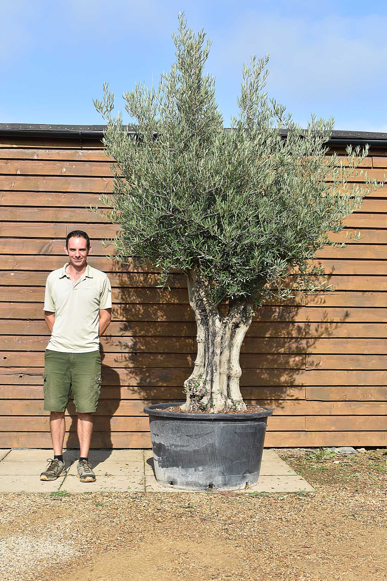 80 100Multi stem olive 674 (2)
