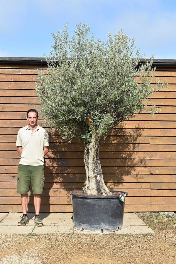 80 100 Multi stem olive 674 (2)