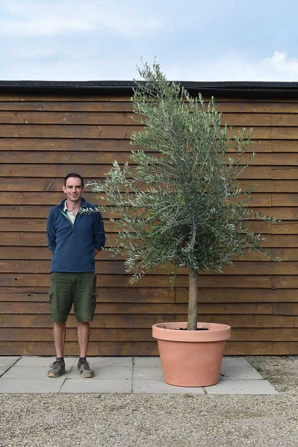 potted screening olive 392 (2)