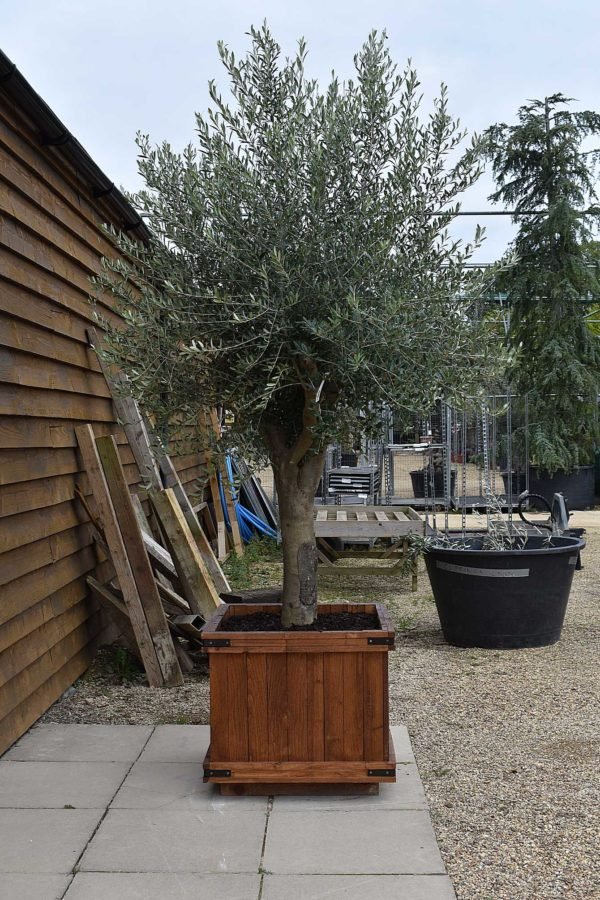 potted top worked olive 441 (2)