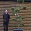 pinus bonsai 541 (2)