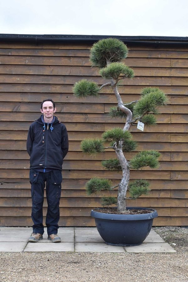 pinus bonsai 541 (2)
