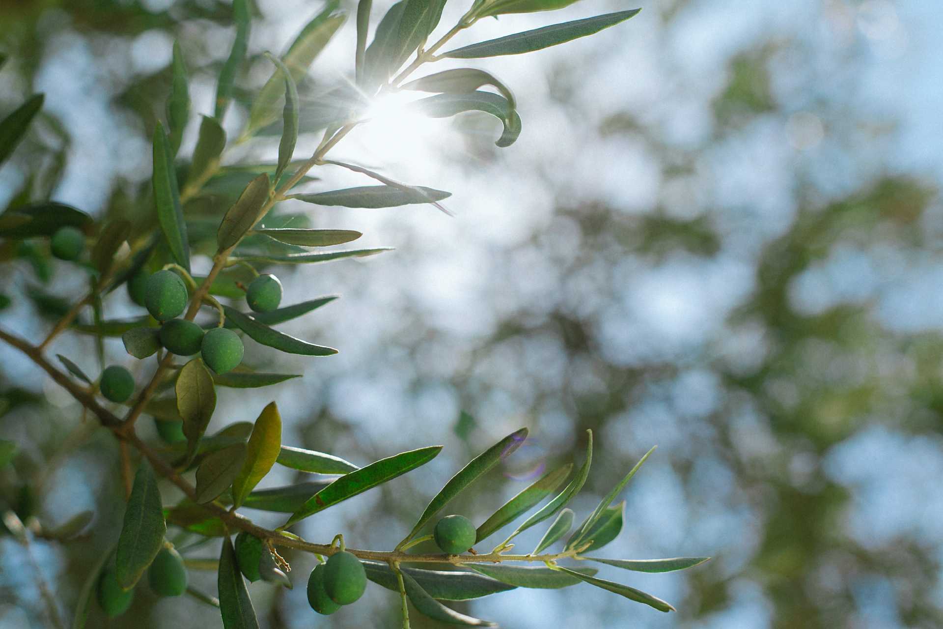 What Is So Special About An Olive Tree? - Olive Grove Oundle