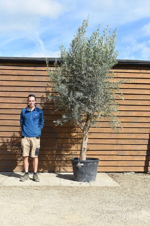 cordoba olive tree 216 (1)