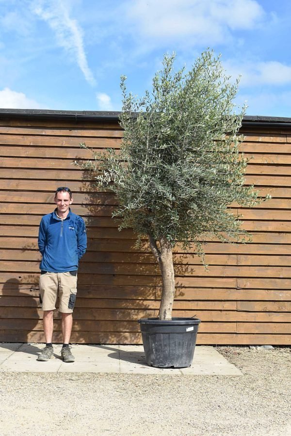 cordoba olive tree 269 (1)