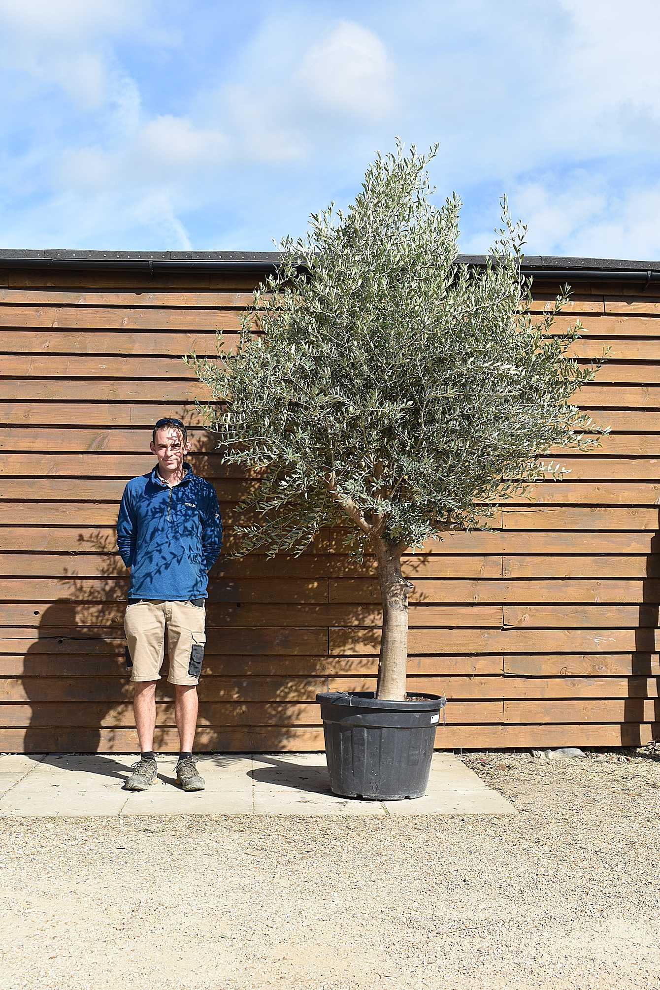 cordoba olive tree 293 (2)