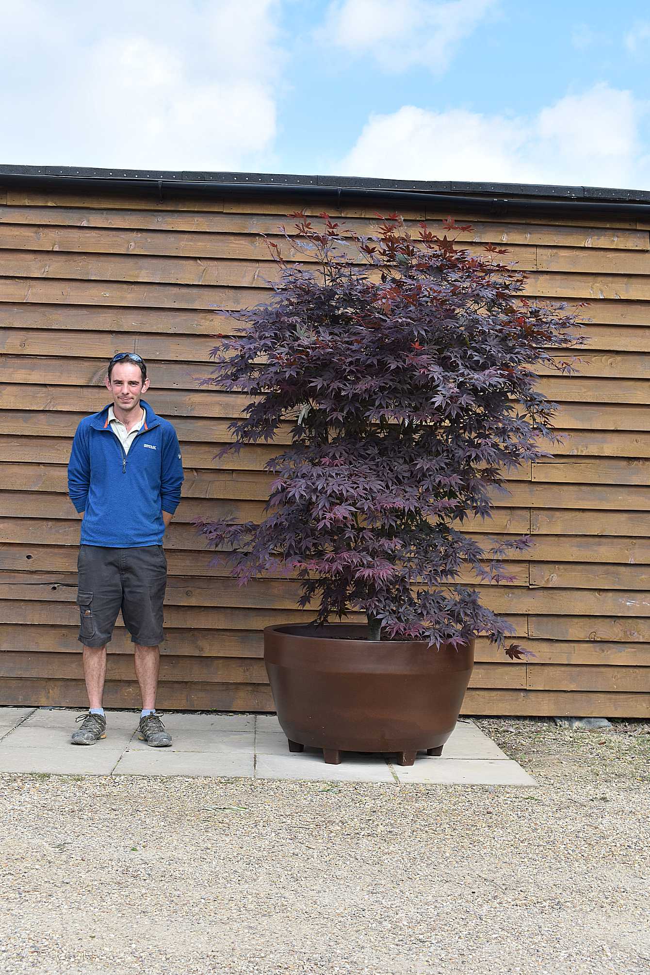 potted acer (2)