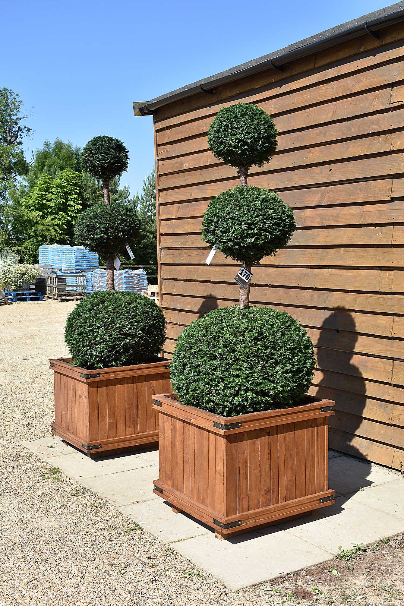 potted taxus (1)