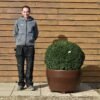 potted taxus (2)
