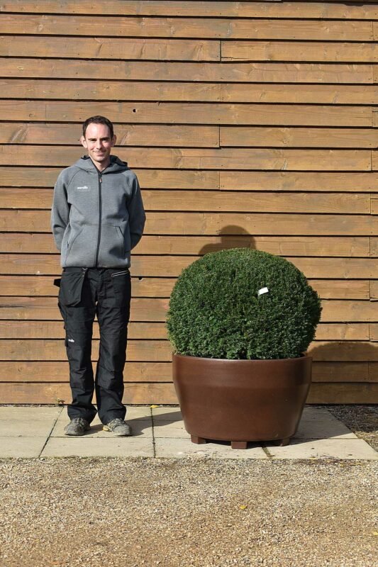 potted taxus (2)