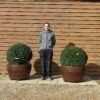 potted taxus (3)