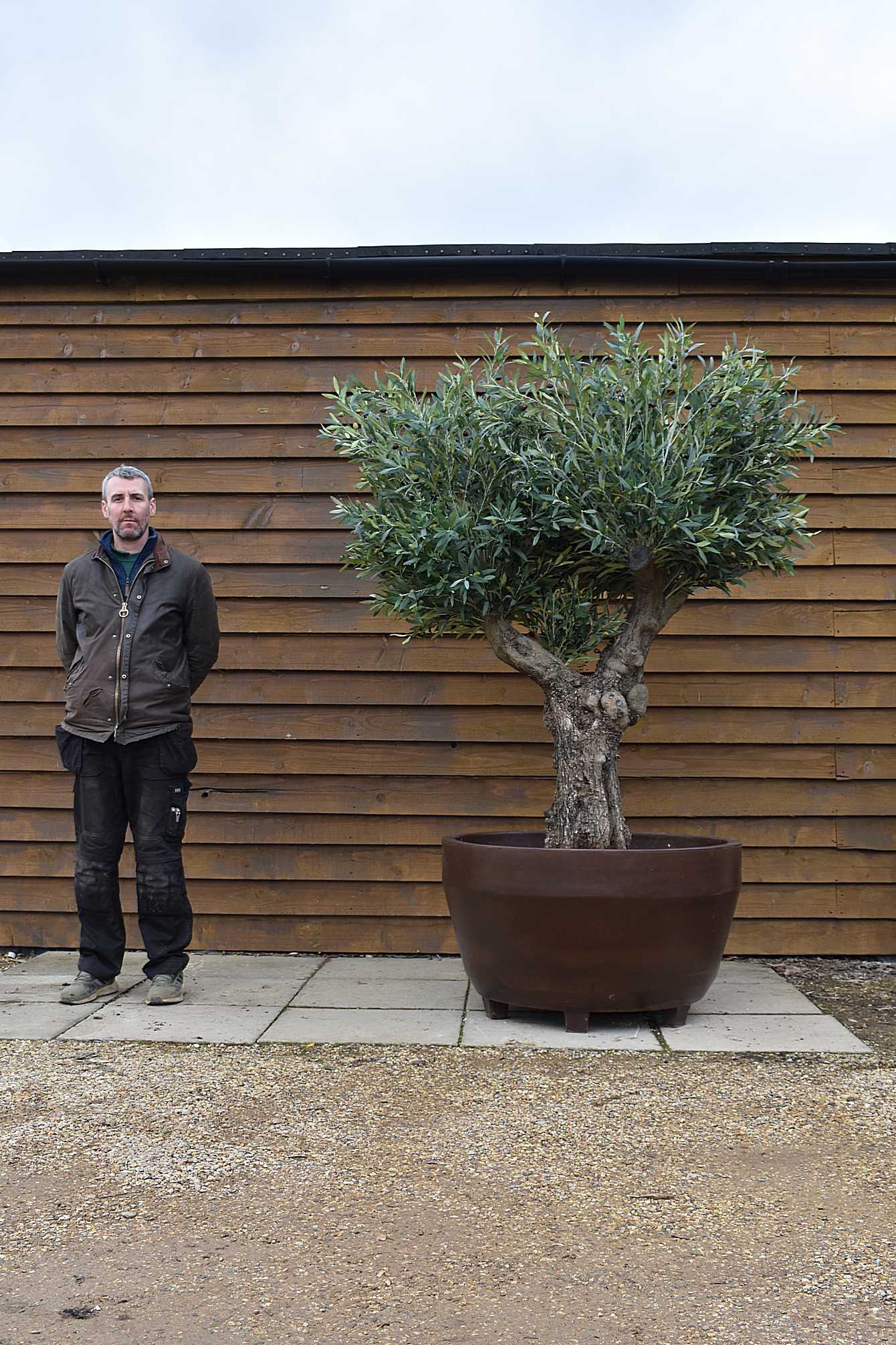 Artificial Ancient Olive Tree No. 2 - Olive Grove Oundle