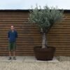 Hornachuelos Olive Tree 163 (2)