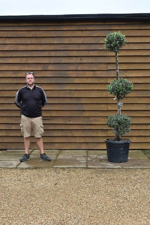 Tri-Ball Topiary Olive 158 (2)