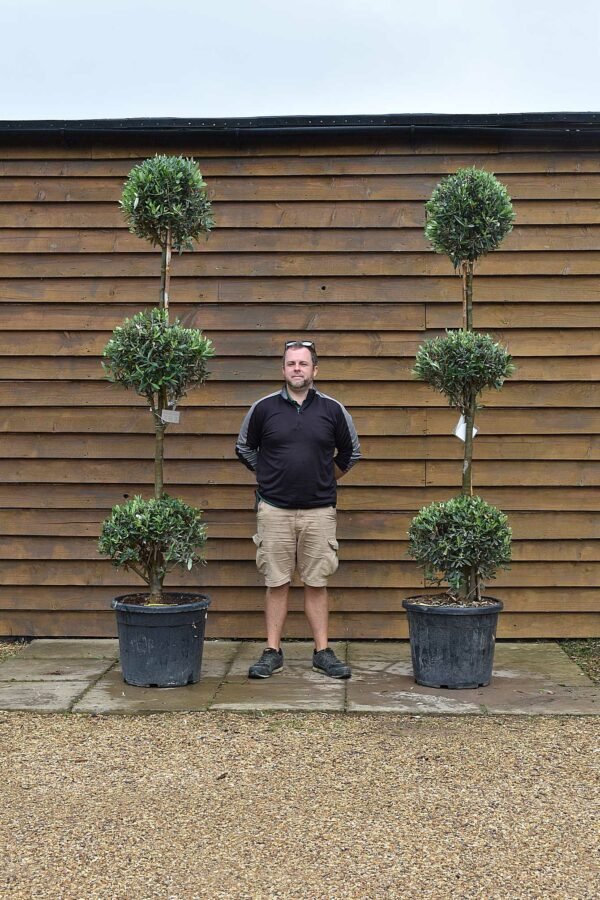x2 Tri-Ball Topiary Olive 183 & 199 (1)