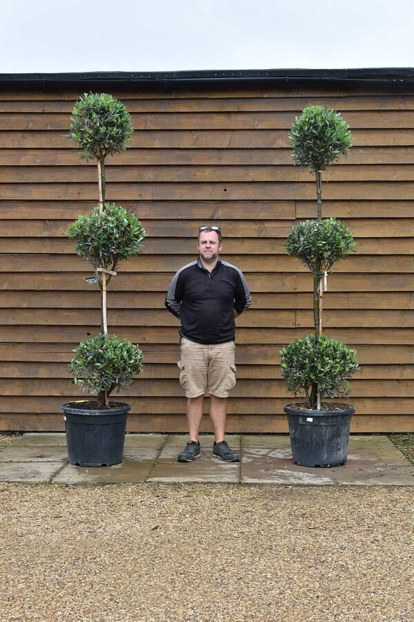 x2 Tri-Ball Topiary Olive 183 & 199 (2)