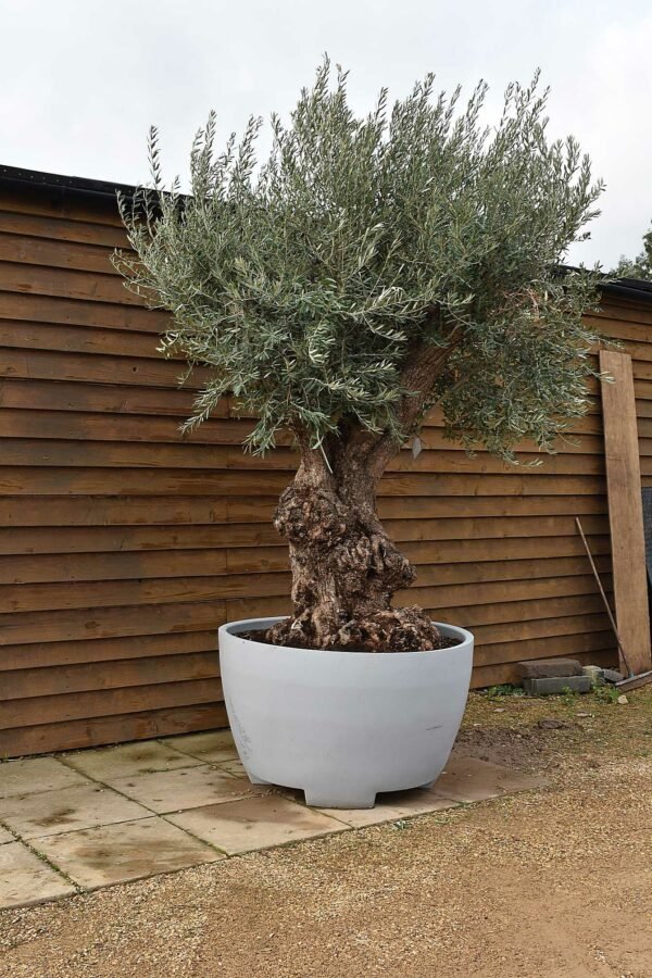 Ancient Olive Tree in Deco pot 339 (1)