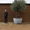 Ancient Olive Tree in Deco pot 339 (2)