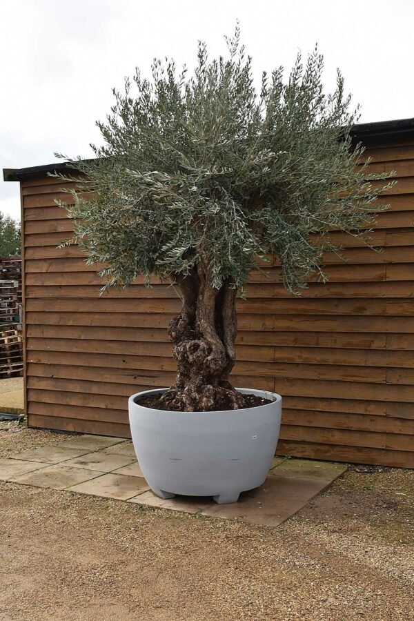 Ancient Olive Tree in Deco pot 339 (3)