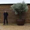 Potted Alcaudete Olive Tree 211 (1)