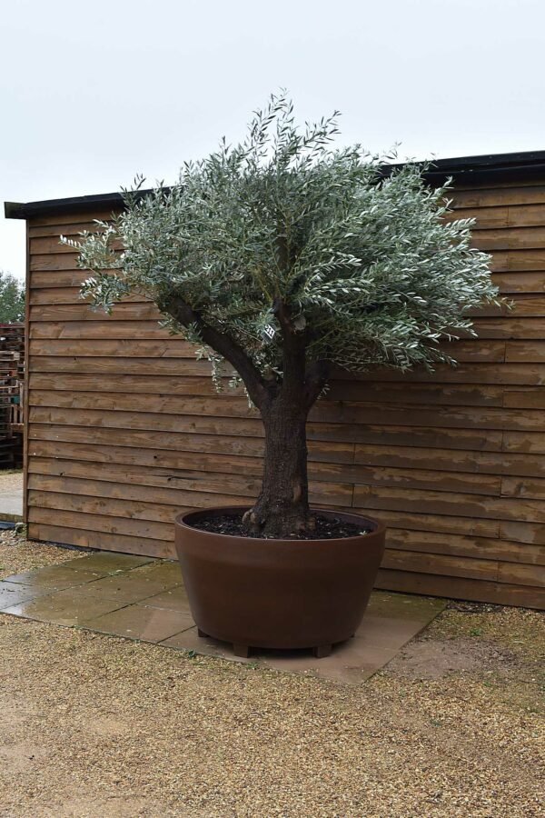 Potted Alcaudete Olive Tree 211 (2)