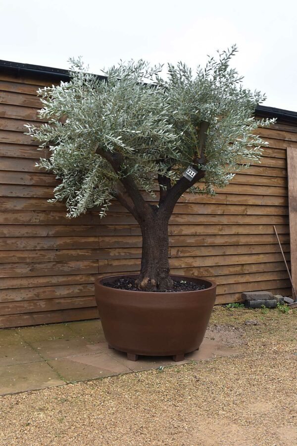 Potted Alcaudete Olive Tree 211 (3)