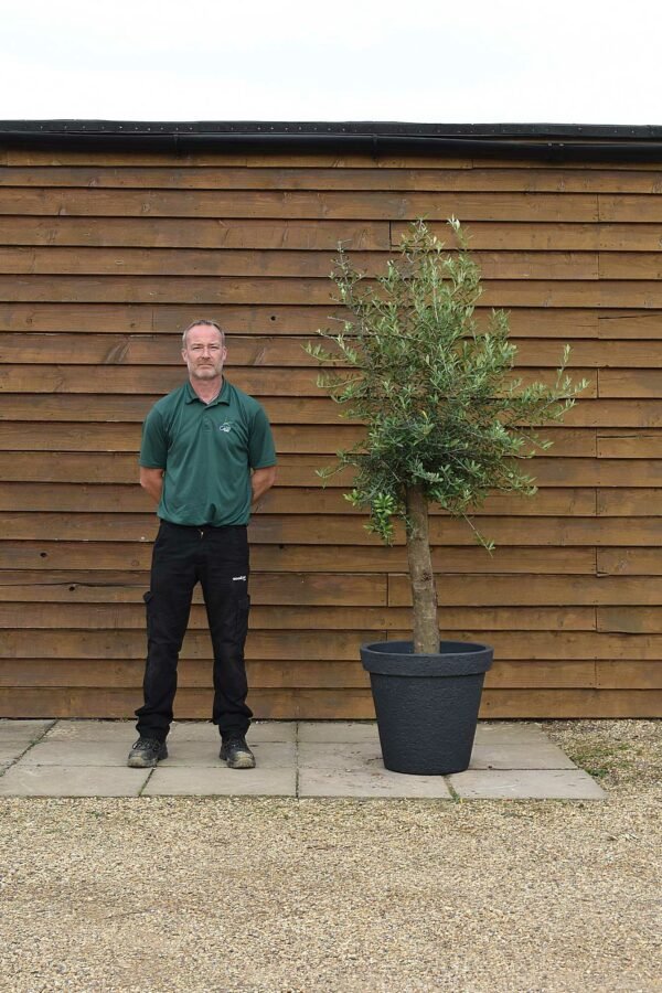 Potted Screening Olive Tree 161 (1)