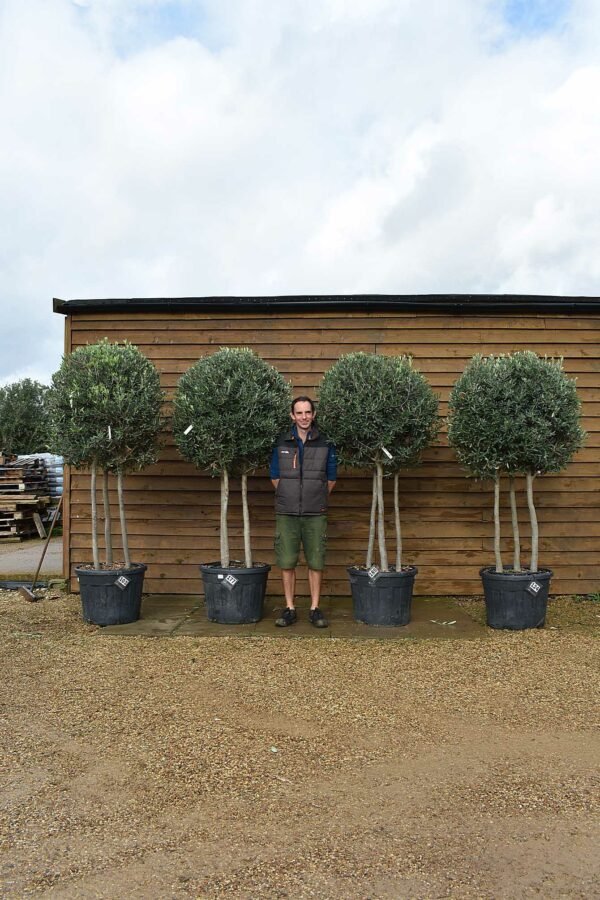 x4 Triple Trunk Olive Trees (1)