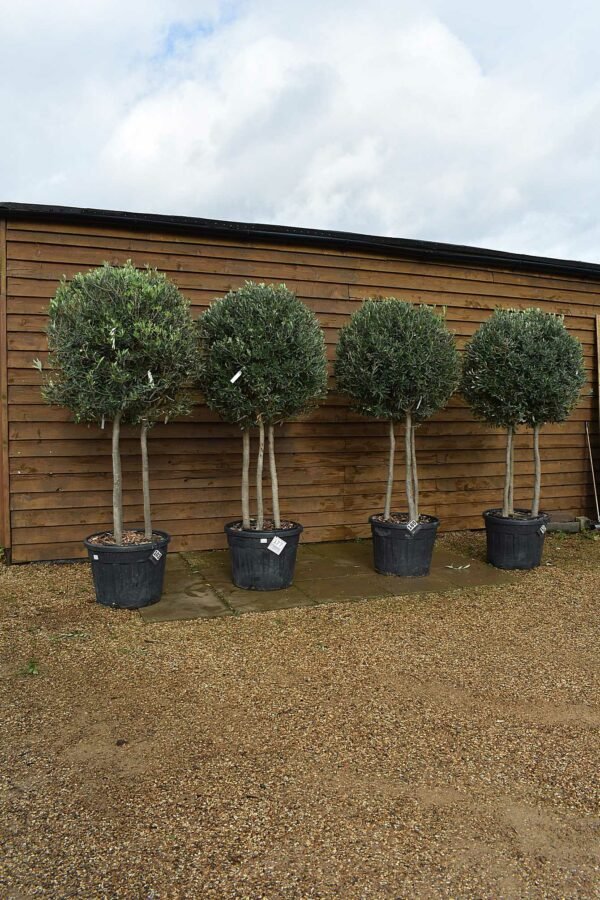 x4 Triple Trunk Olive Trees (2)