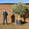 230lt Picual Olive Tree 115 (2)