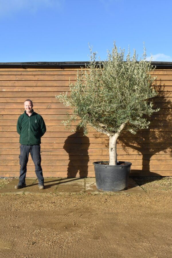 230lt Picual Olive Tree 115 (2)