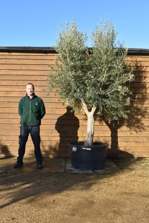 285lt Picual Olive Tree 150 (1)