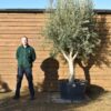 285lt Picual Olive Tree 150 (2)