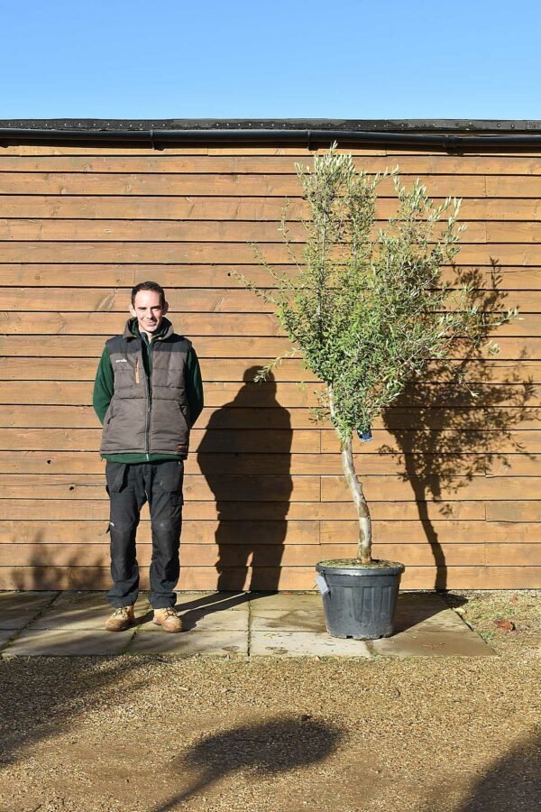 Compact Chelsea Olive Tree 397 (1)