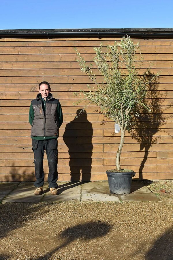 Compact Chelsea Olive Tree 397 (2)