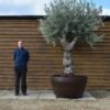 Gnarled Bonsai Olive Tree 127 (1)