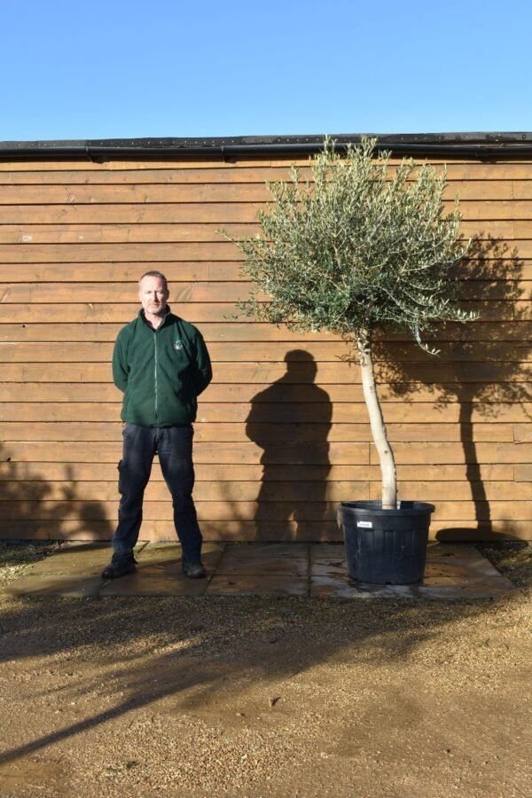 Top Worked Olive Tree 109 (1)